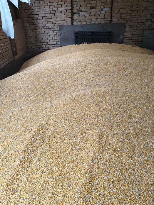 Vând porumb boabe  , 2025