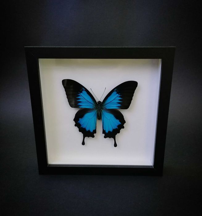 Истинска пеперуда в рамка , Уникален подарък , Препарирани пеперуди