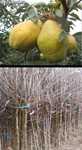 Gutui-Pomi fructiferi