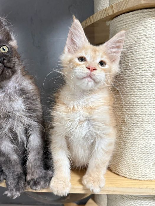 котята мейнкун из питомника
