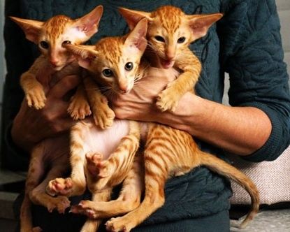 РЕДКИЕ- КРАСНЫЕ мраморные котята ОРИ