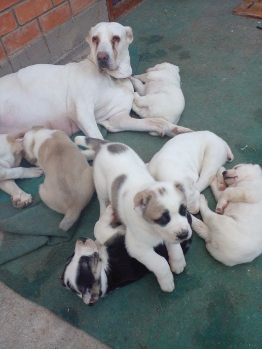 Продаются Алабай