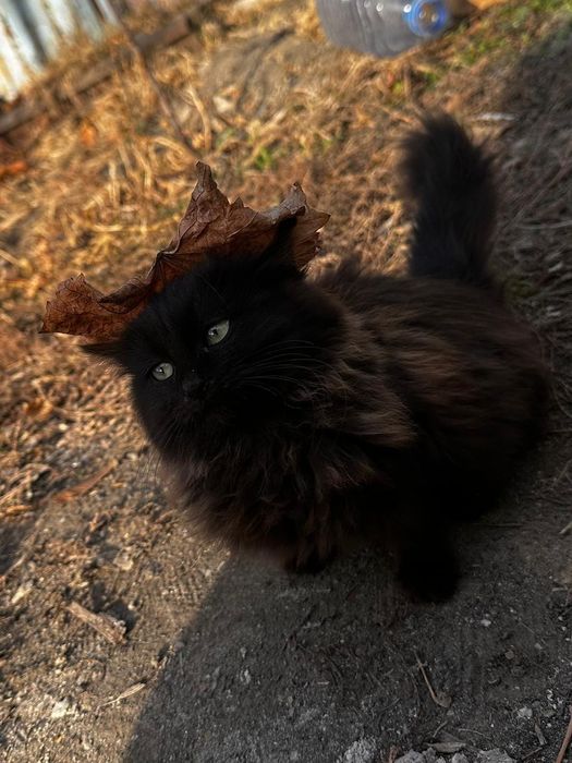 Отдам    котёнка