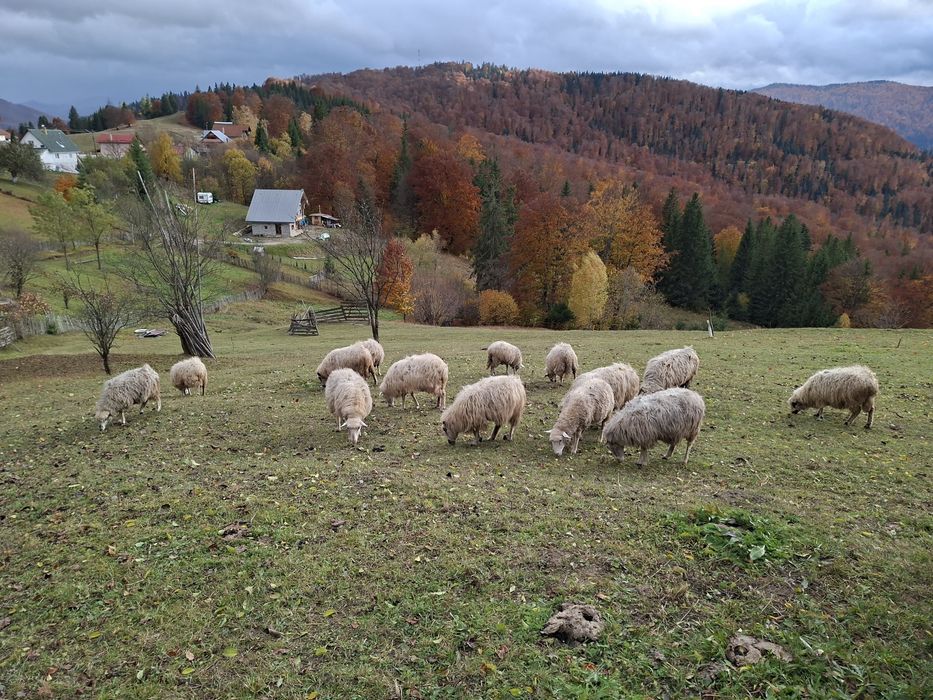 Vând oi rasa Metis