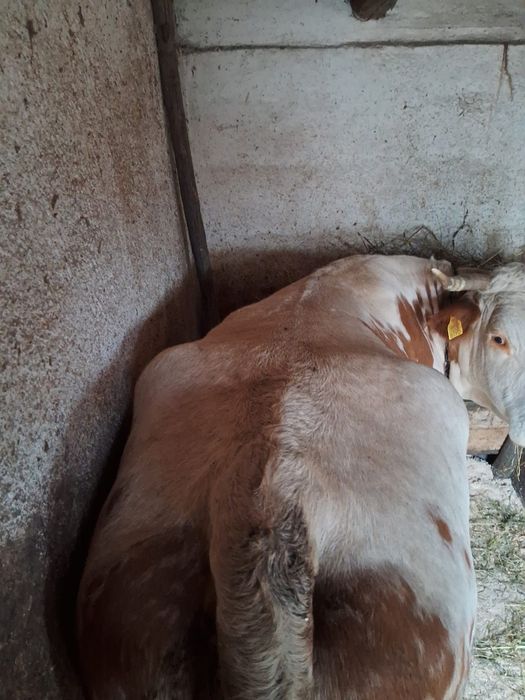 Vacă  de vânzare