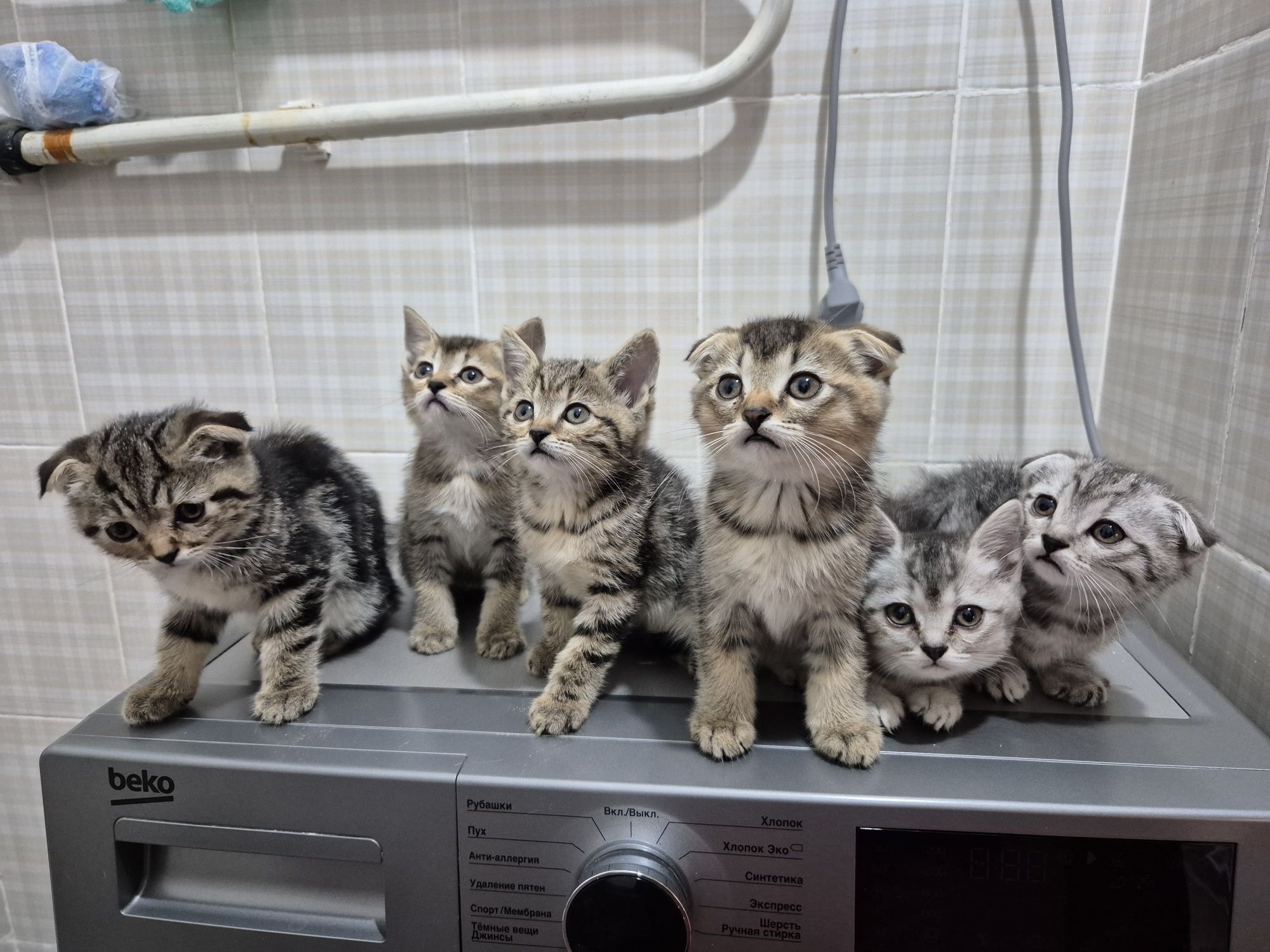 Продаются породистые котята Скоттиш фолд и страйт. 2 месячные.