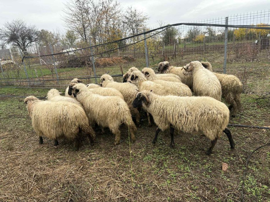 De vanzare 10 oi si 2 berbeci