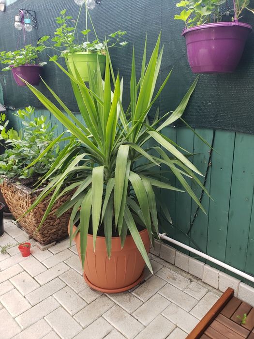 Schimb cu Maslin!Palmier,planta apartament-vila-casa,,curte Yucca,mare