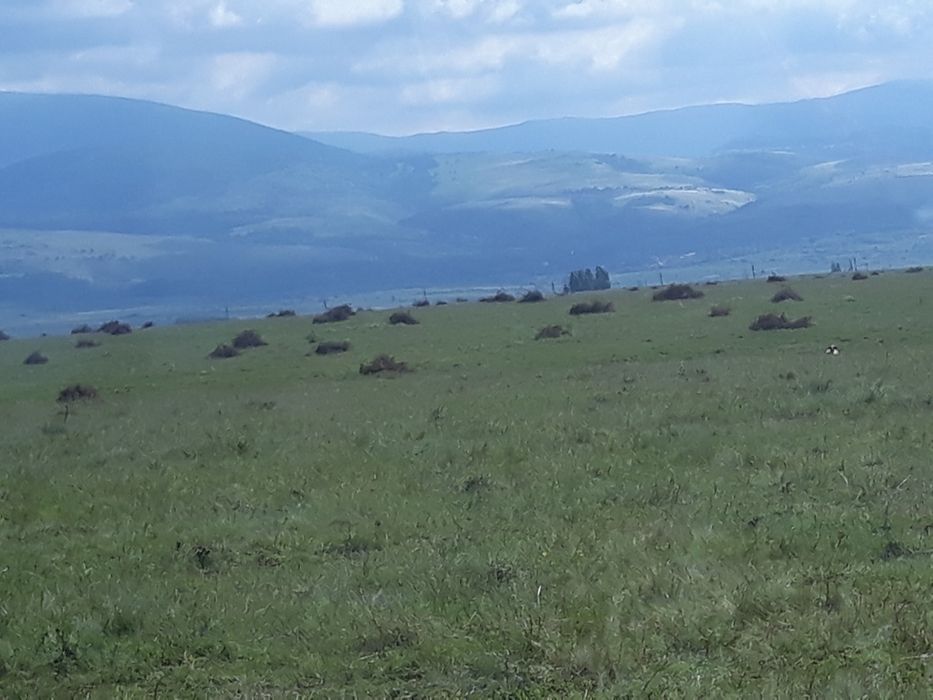 curatare și întreținere pasuni