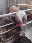 Букалар сотилади суйишга тайёр аринтир тиркатаж