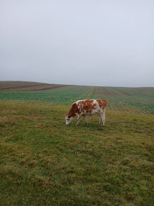 Vînd 2 vaci gestante