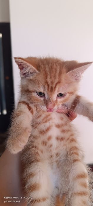 Котенок ищет дом
