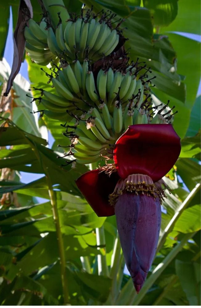 Banan kuchatlari orginal