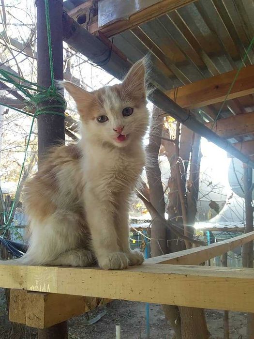 Отдам бесплатно котенка в Газалкенте