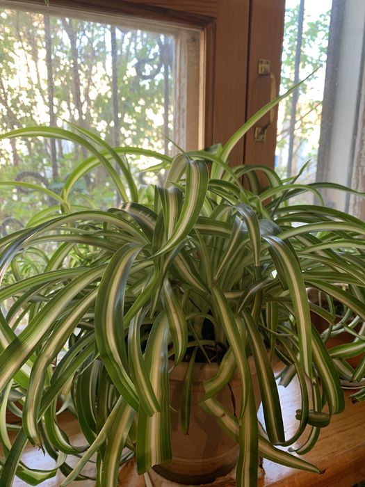 Детки хлорофитум