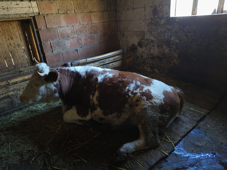 Vaca și juninca de vanzare