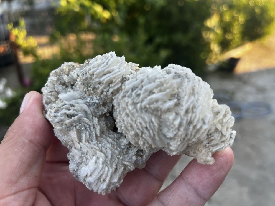 Flori de minâ de vanzare pentru de la la telefon