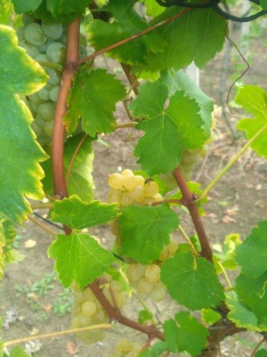 Vând struguri pentru vin (producția a câștigat medalie de aur)