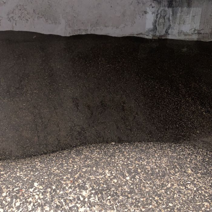 Продаем семена подсолнечника