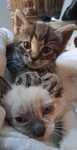 Adoptie pui de pisica metis Birmaneza
