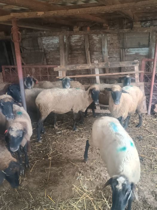 Vând 18 oi carabase.