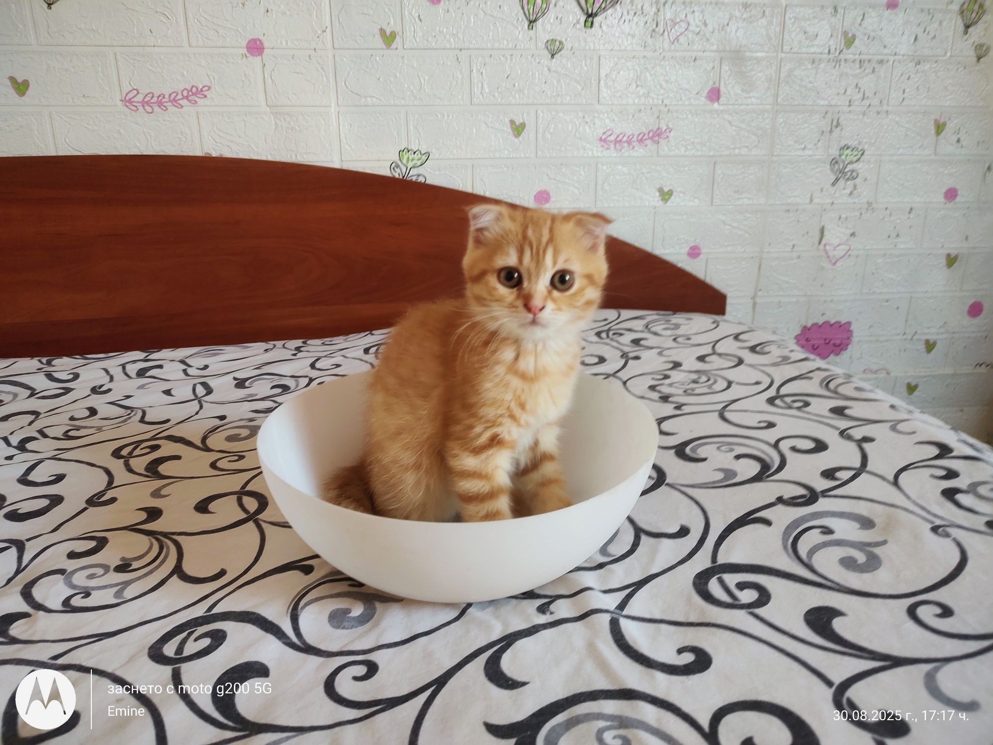 Британски и шотландски котенца