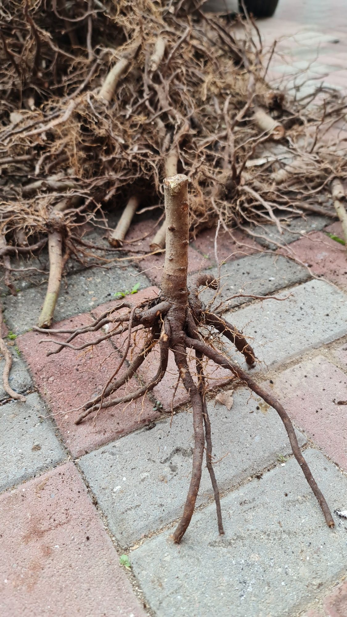 Paulownia clona în vitro