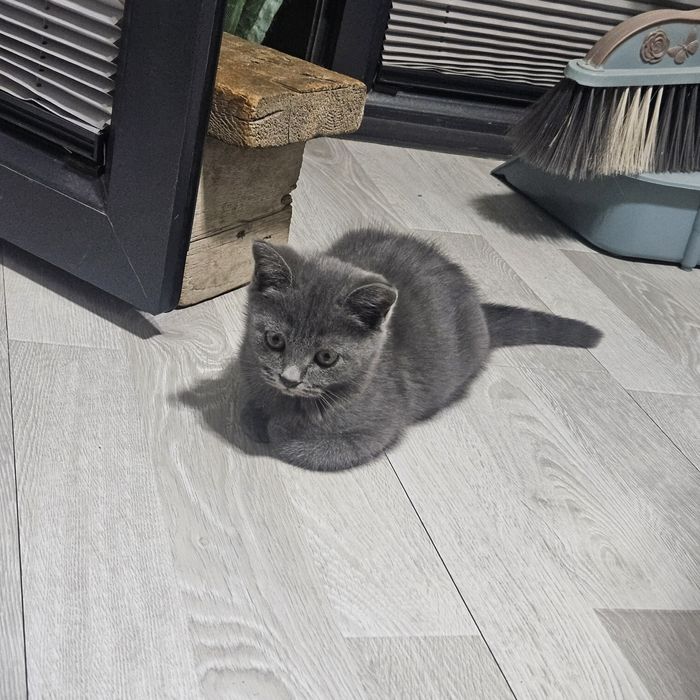 Шотландский скоттиш страйт, 2,5 мес., мальчик,  100% здоровый