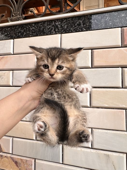 Котята скоттиш страйт