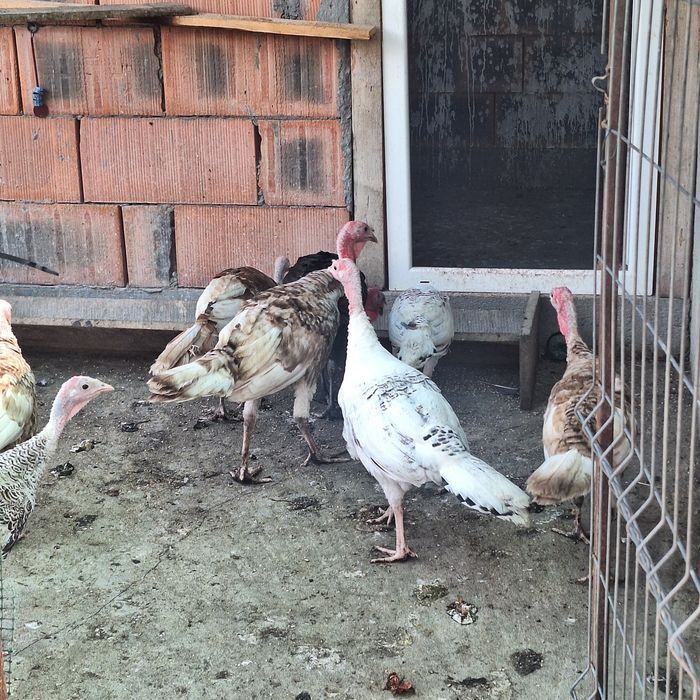 Vând pui de curca Românești