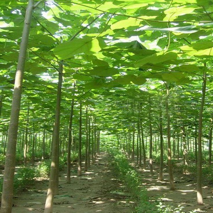 Paulownia 20 lei ghiveciul