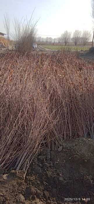 Yashil makon gilos koʻchatlari