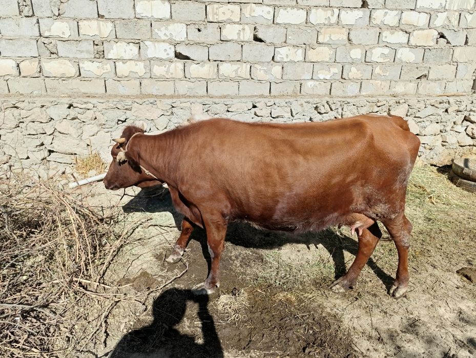 Она  Бола  Сигир