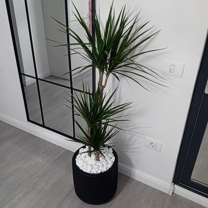 Planta decorativa cu ghiveci ceramic