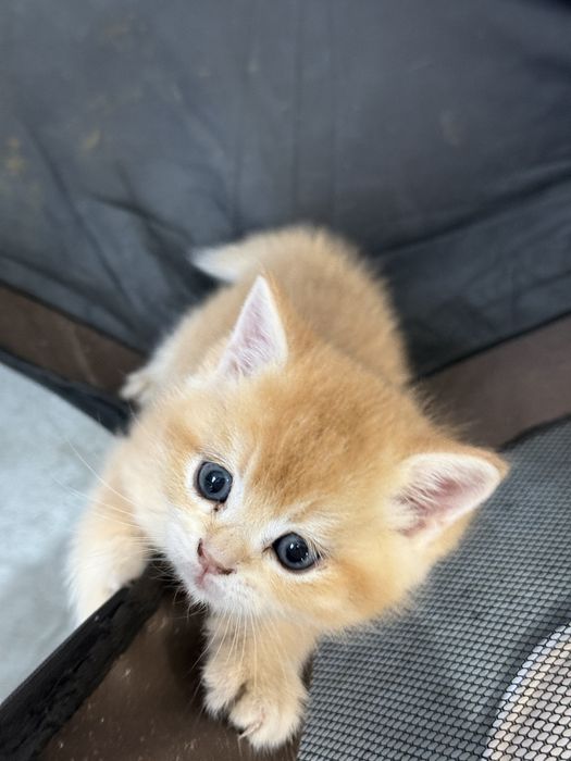 Британски късокосмести златни чинчили