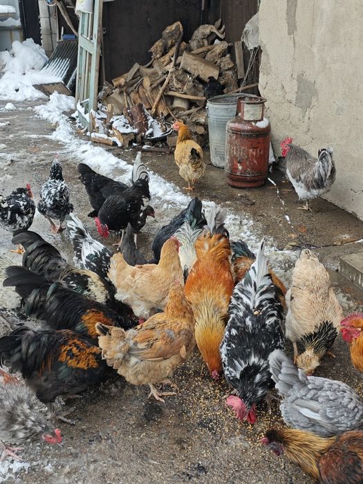 Куры продаются красивые