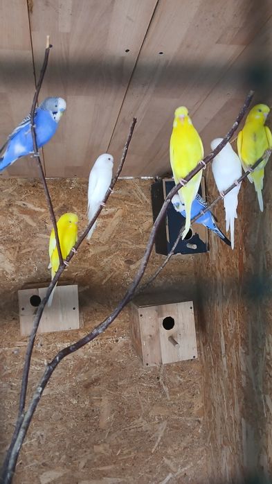 Vand sau schimb perusi