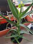 Aloe vera-planta de leac