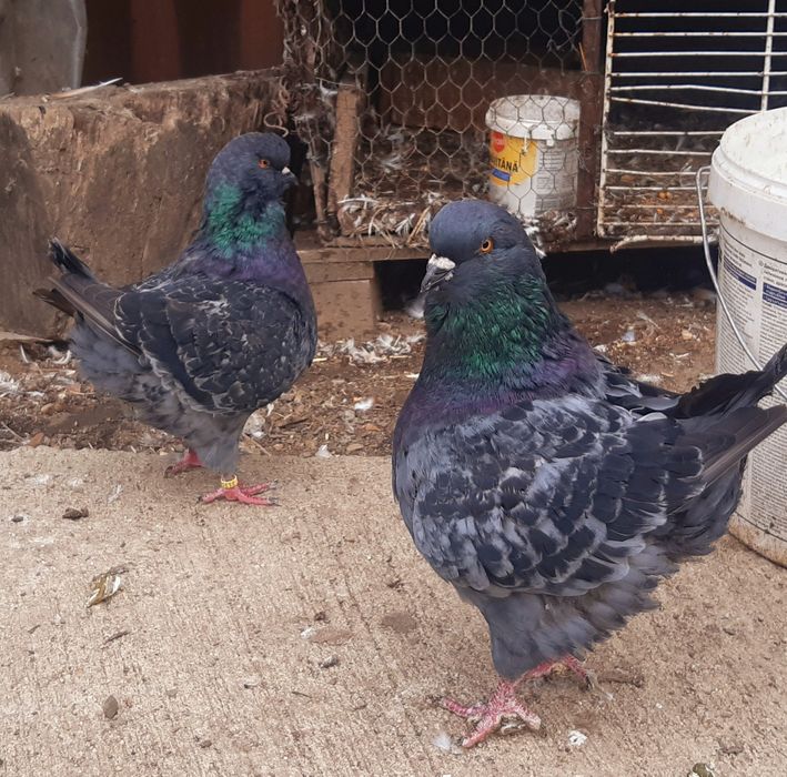 De vanzare kingi .4 buc