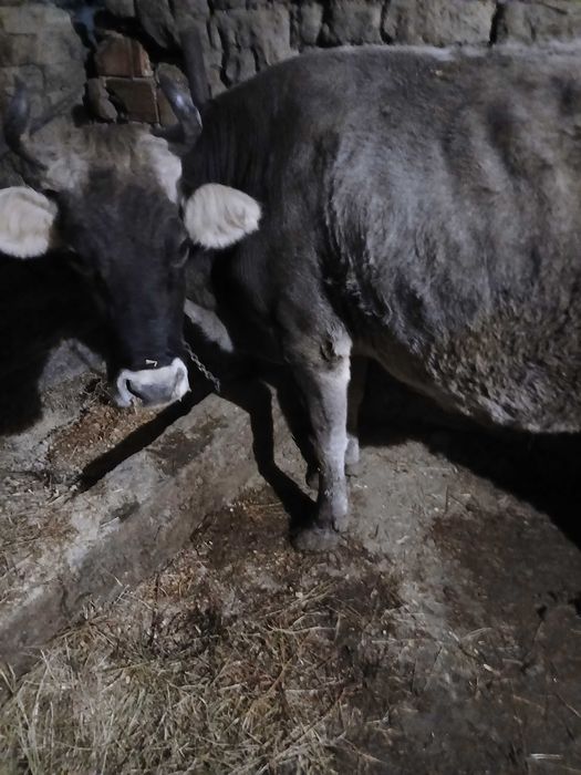 Крава сиво белгийска