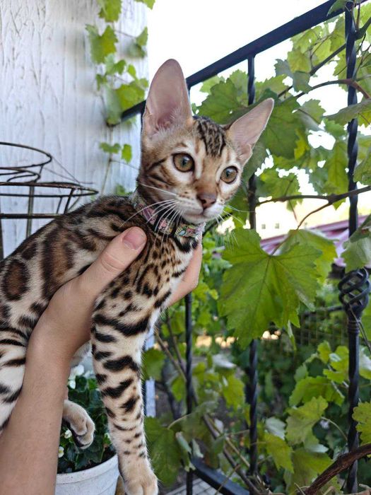 Бенгалски котенца търсят нов дом