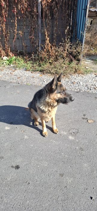 Немецкая овчарка