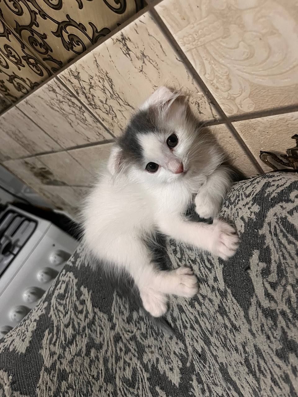 Котёнок вислоухий