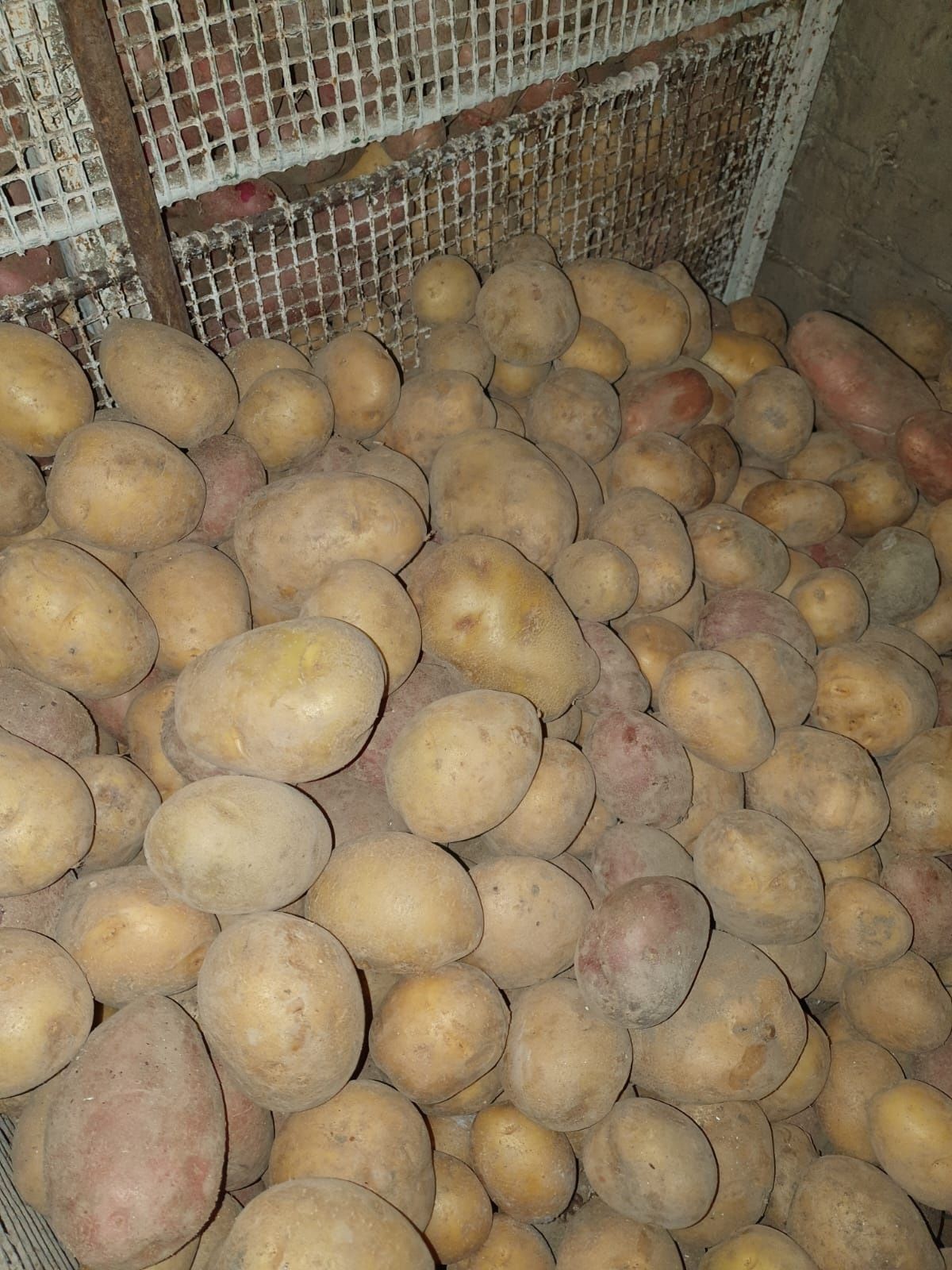 Семеной картофель