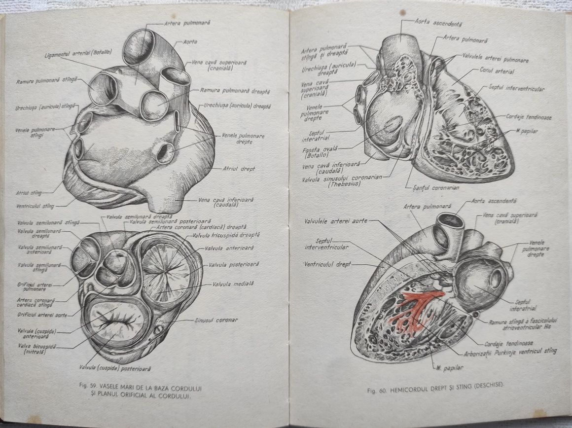 Atlas Anatomia omului Dem Theodorescu