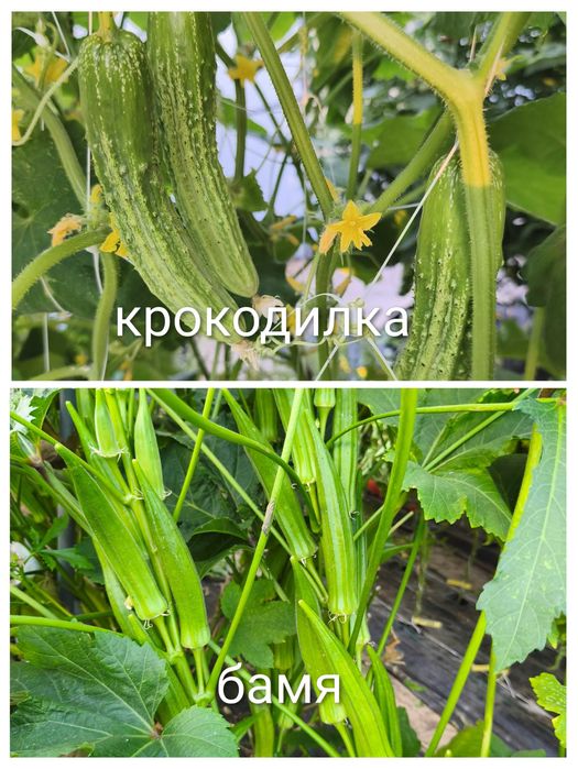 Стари селски сортове домати,краставици и други