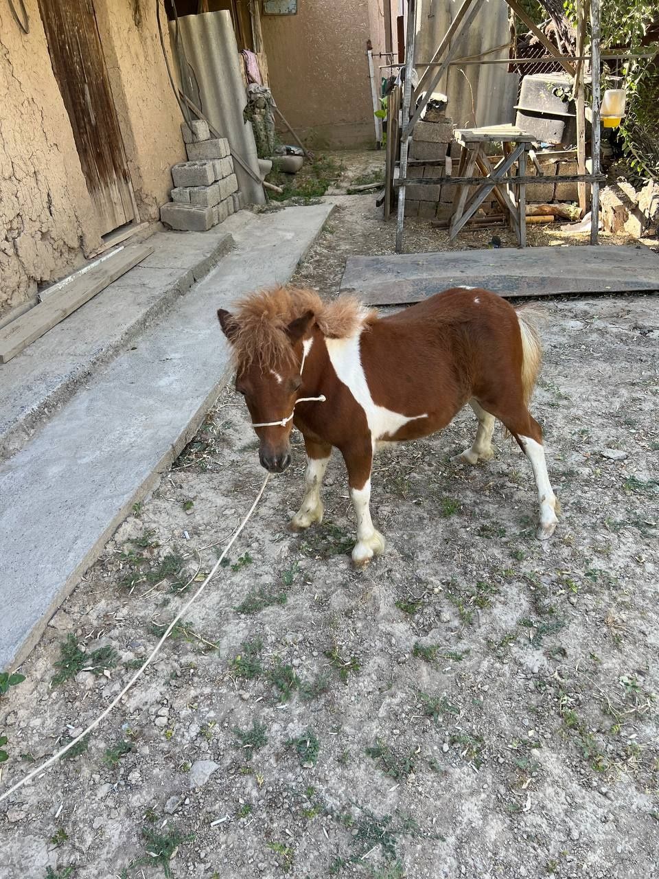 Poni ot sotiladi