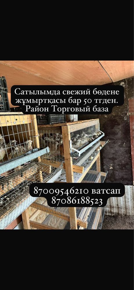 Бөдене жұмыртқасы сатылады, күнде жиналады сып свежий
