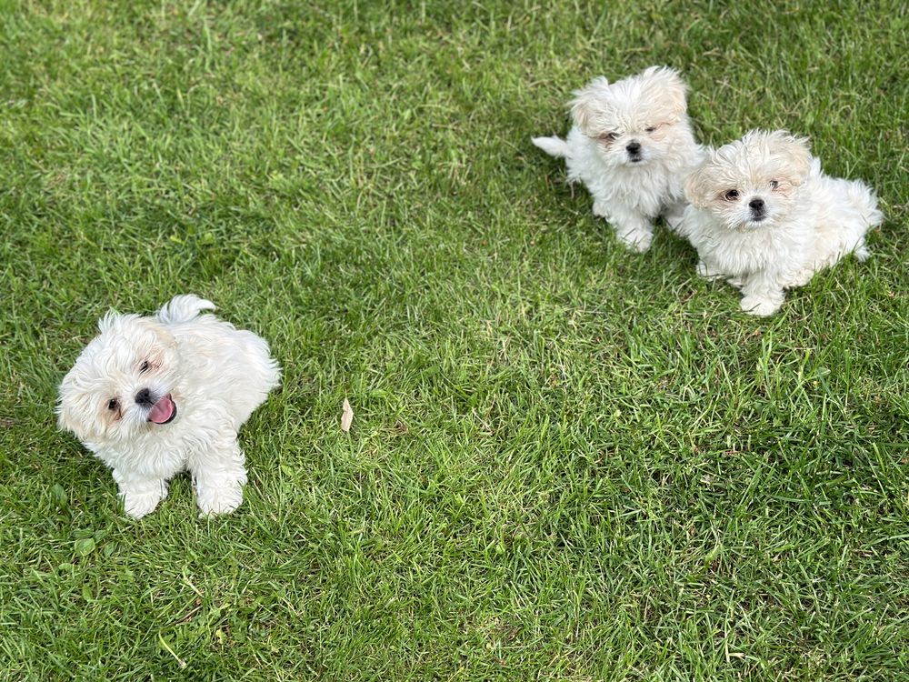 Shih Tzu disponibil