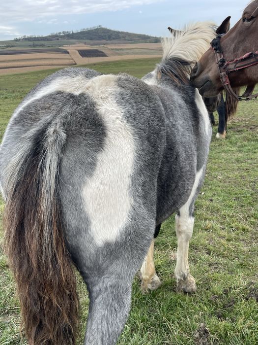 Vand manza tarcata de 5 luni